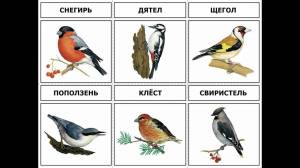 Раскраска зимующие птицы с названиями для детей #2 #81767