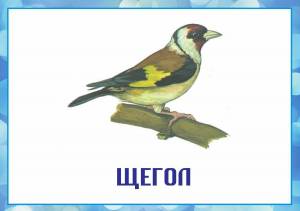 Раскраска зимующие птицы с названиями для детей #3 #81768