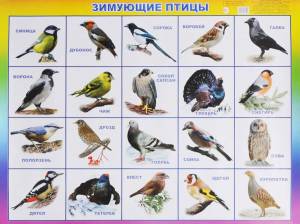 Раскраска зимующие птицы с названиями для детей #5 #81770