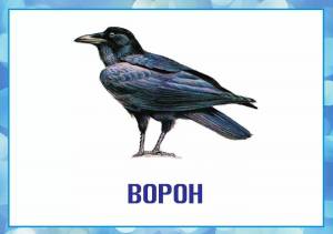 Раскраска зимующие птицы с названиями для детей #6 #81771