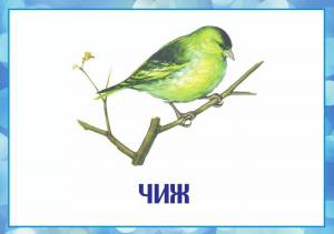 Раскраска зимующие птицы с названиями для детей #14 #81779