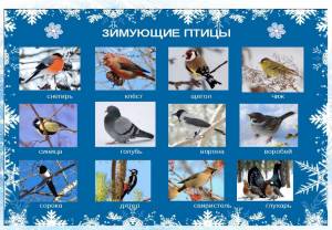 Раскраска зимующие птицы с названиями для детей #25 #81790
