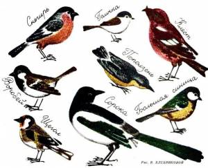 Раскраска зимующие птицы с названиями для детей #29 #81794
