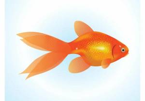 Раскраска золотая рыбка для детей #9 #82114