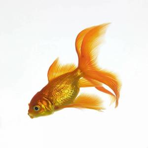 Раскраска золотая рыбка для детей #15 #82120