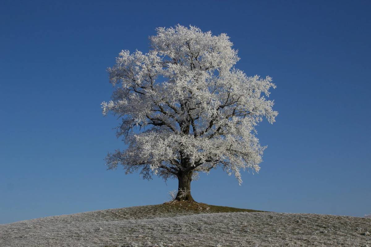 Зимнее дерево #5