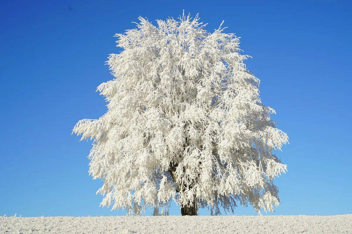 Зимнее дерево #12