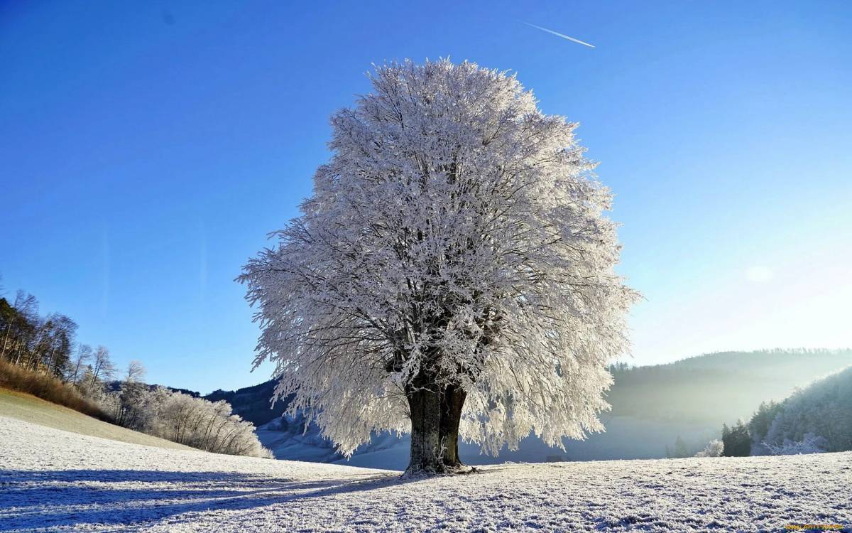 Зимнее дерево #14
