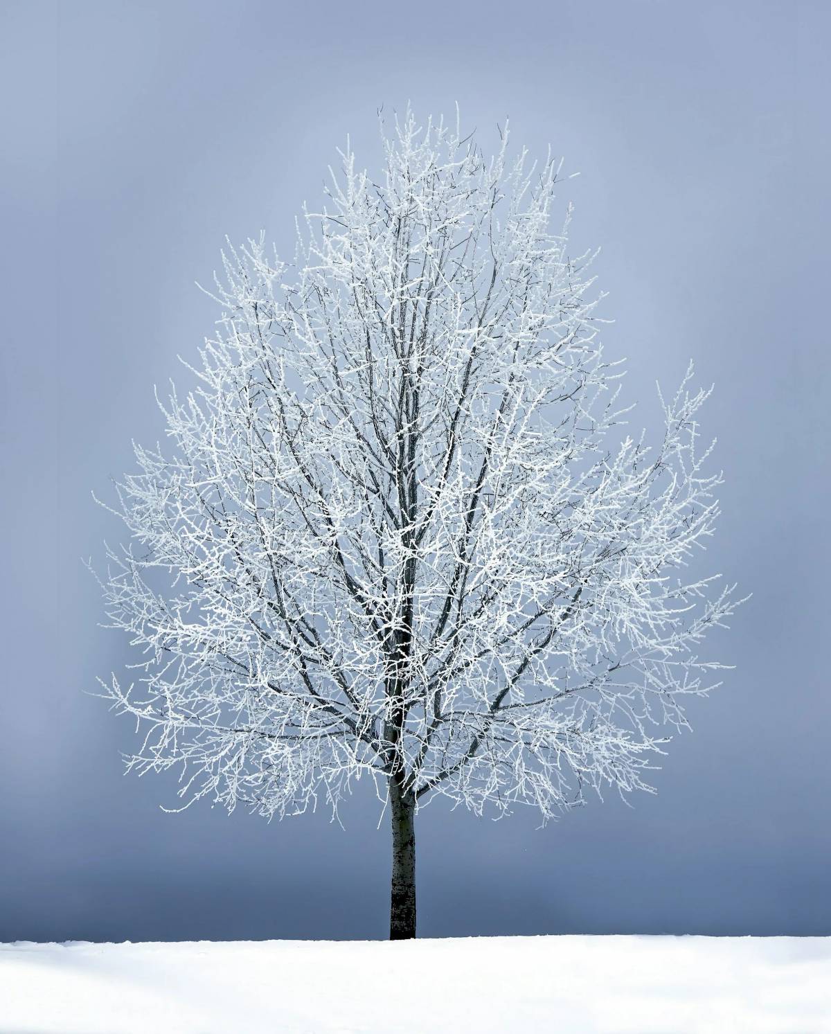 Зимнее дерево #15