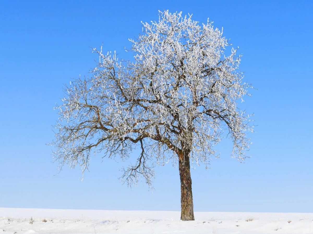 Зимнее дерево #17