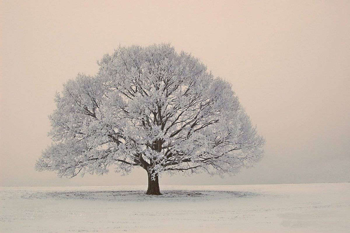 Зимнее дерево #18