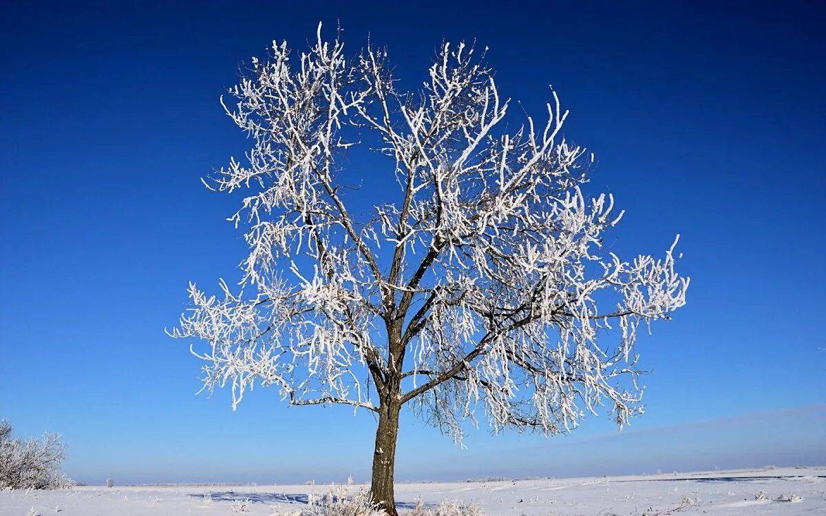 Зимнее дерево #36