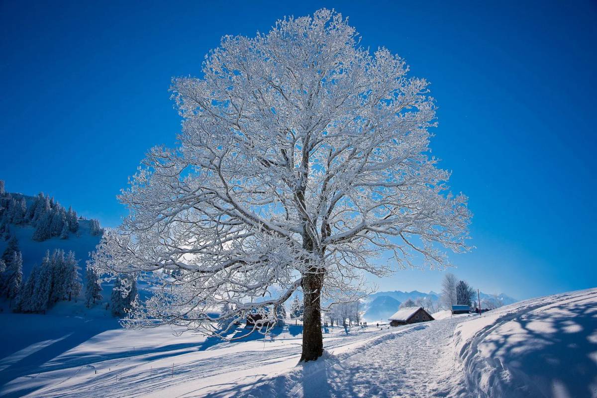 Зимнее дерево #38