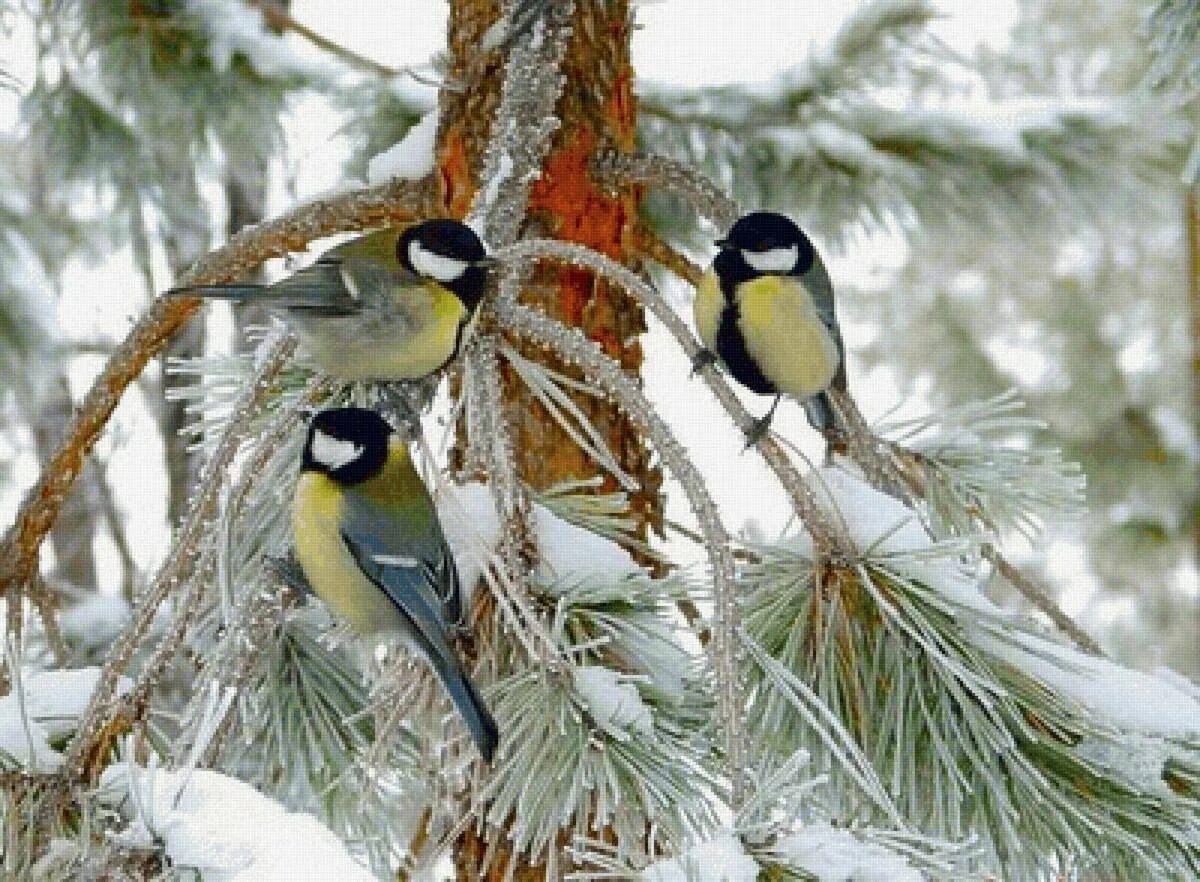 Зимние птицы #7