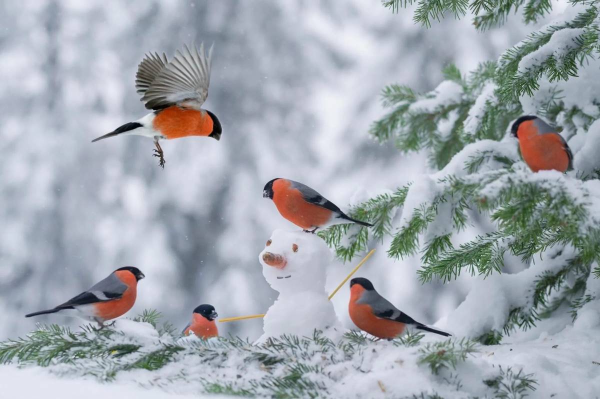 Зимние птицы #21