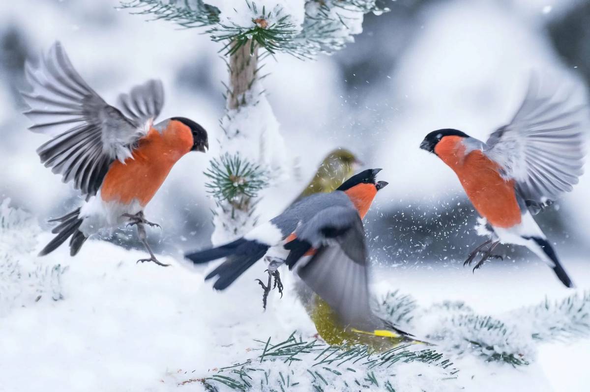 Зимние птицы #29