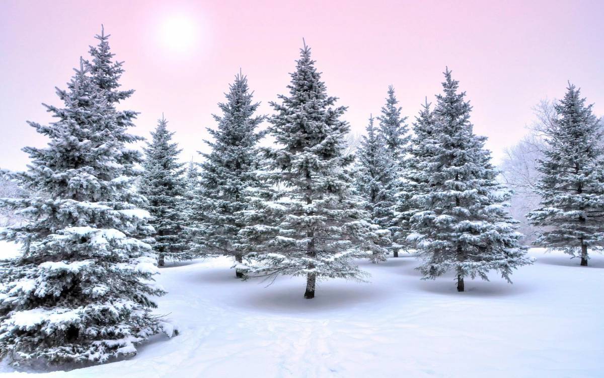 Зимний лес для детей #17