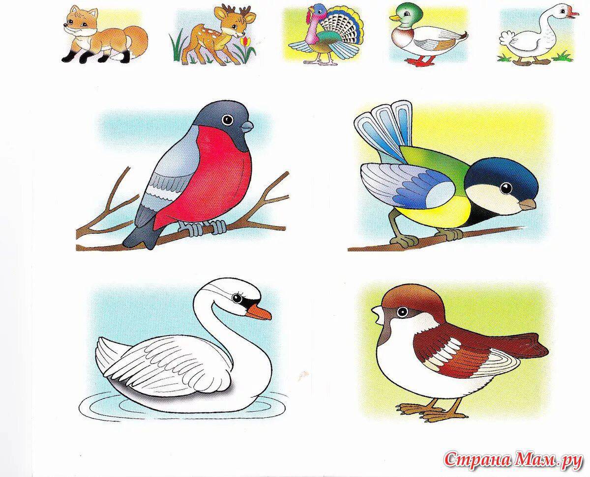 Зимующие птицы для детей 4 5 #9