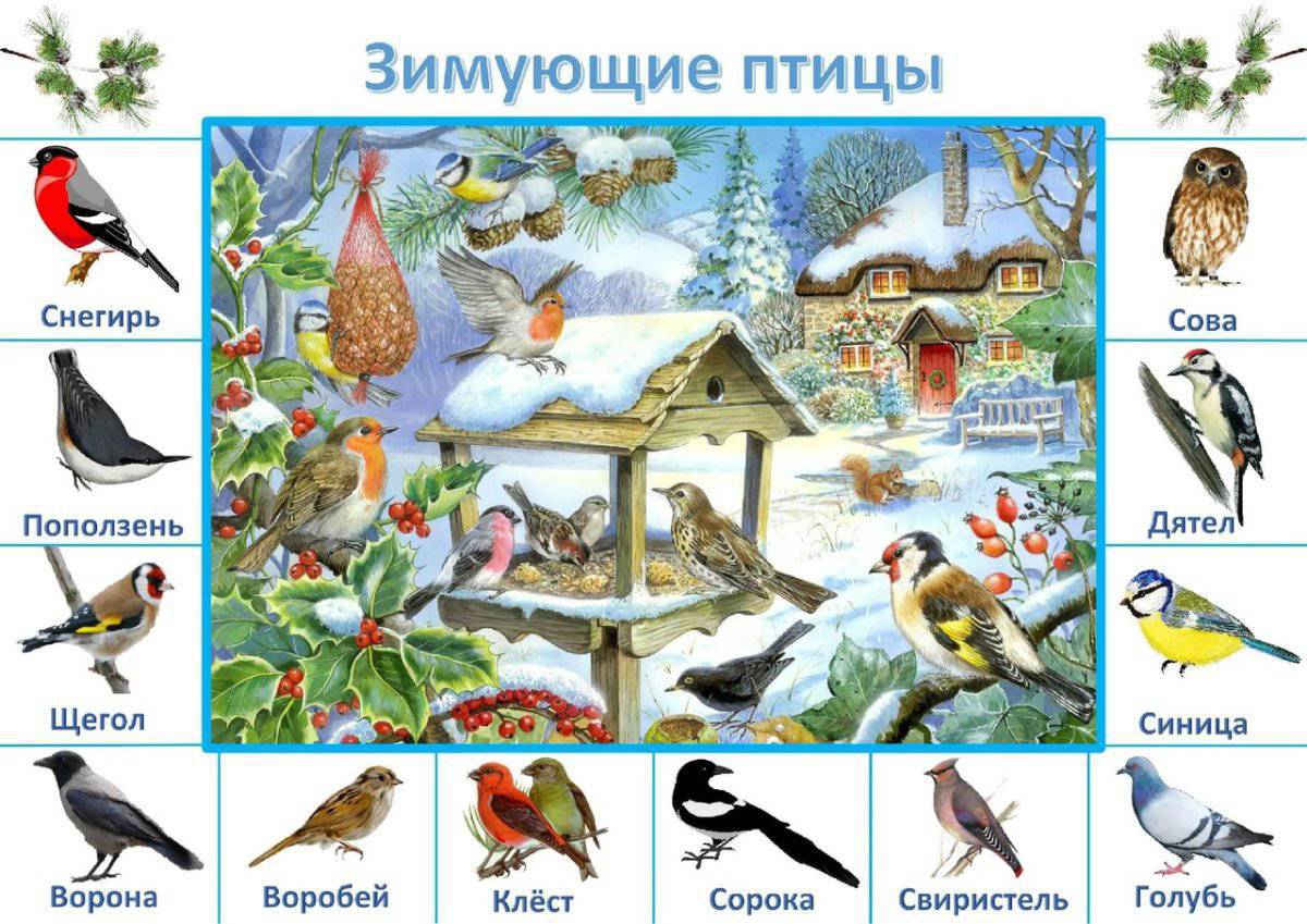 Зимующие птицы для детей 4 5 #28