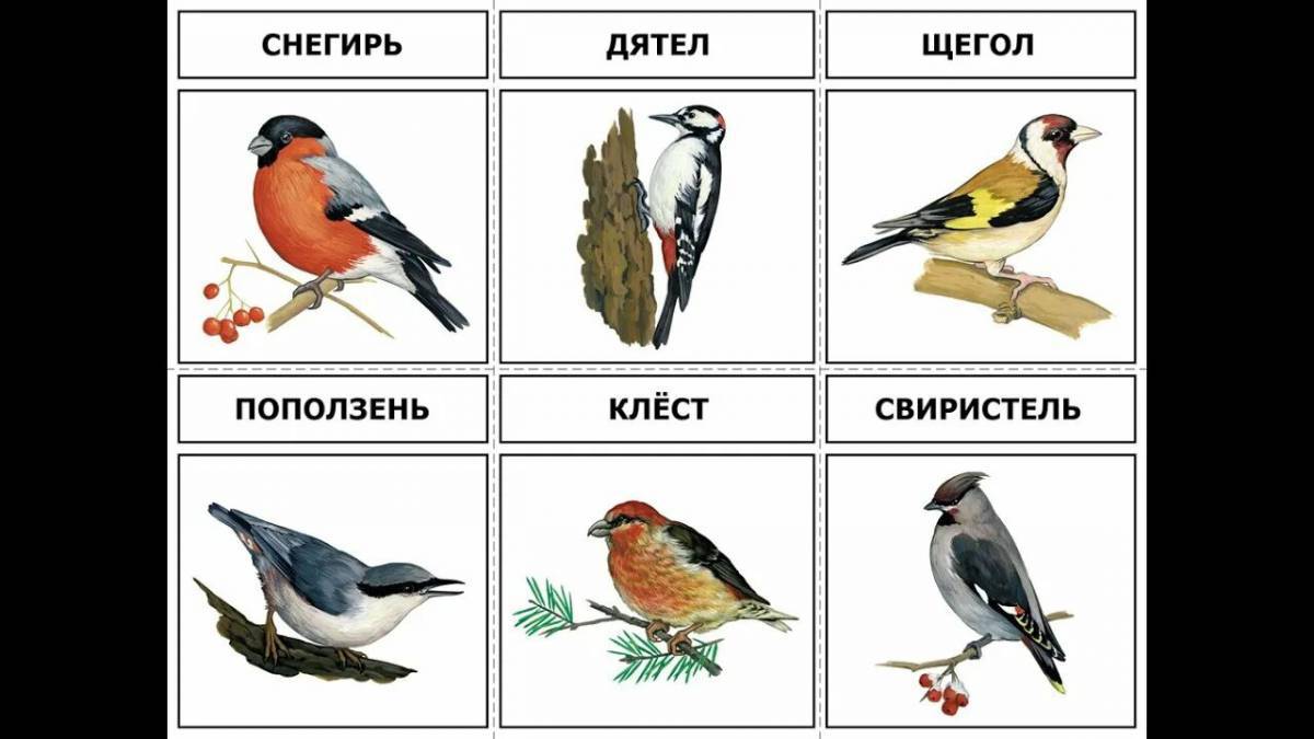 Зимующие птицы с названиями для детей #2