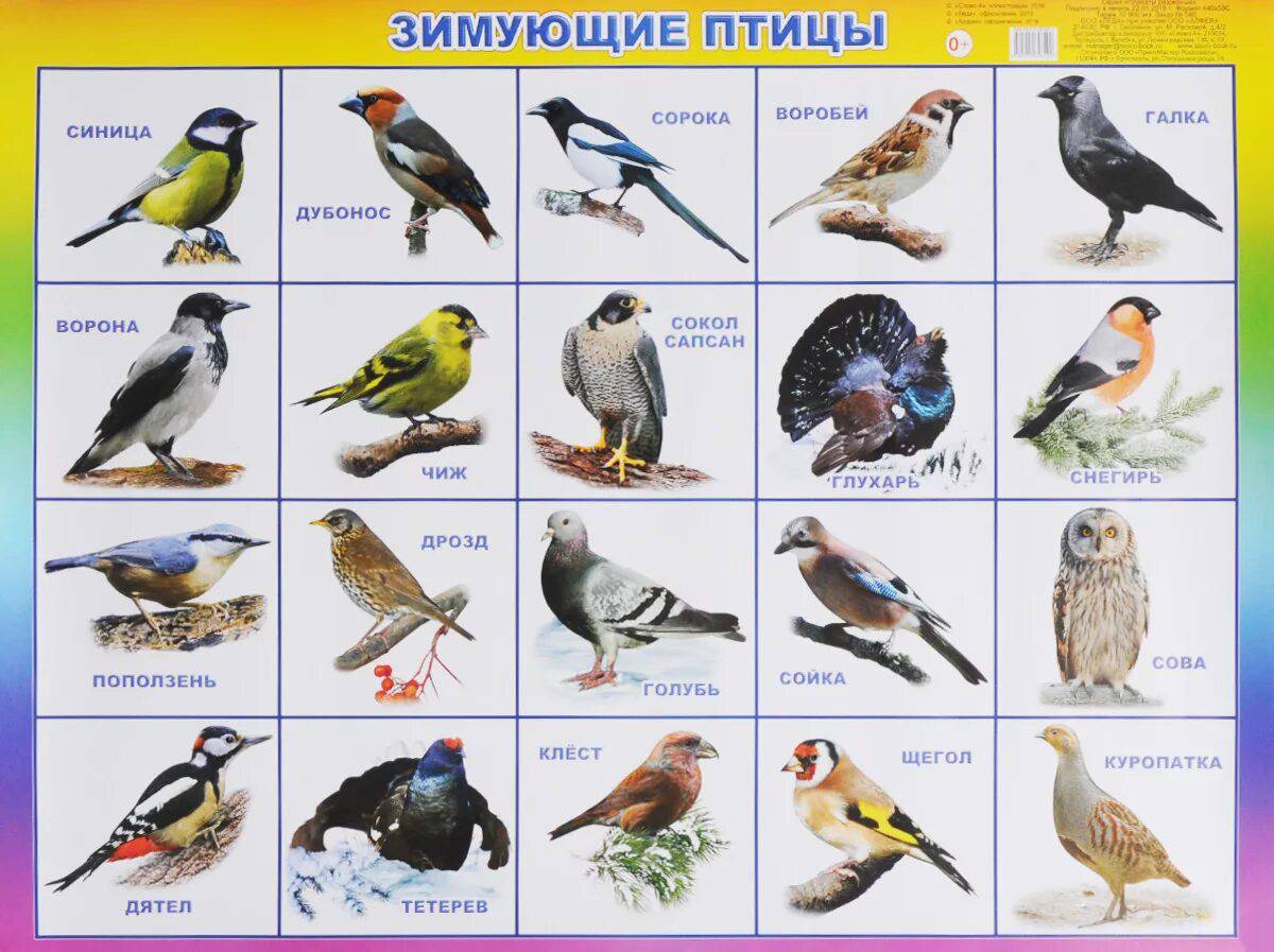 Зимующие птицы с названиями для детей #5