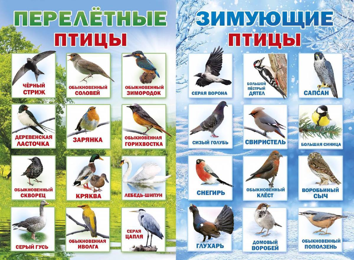 Зимующие птицы с названиями для детей #10