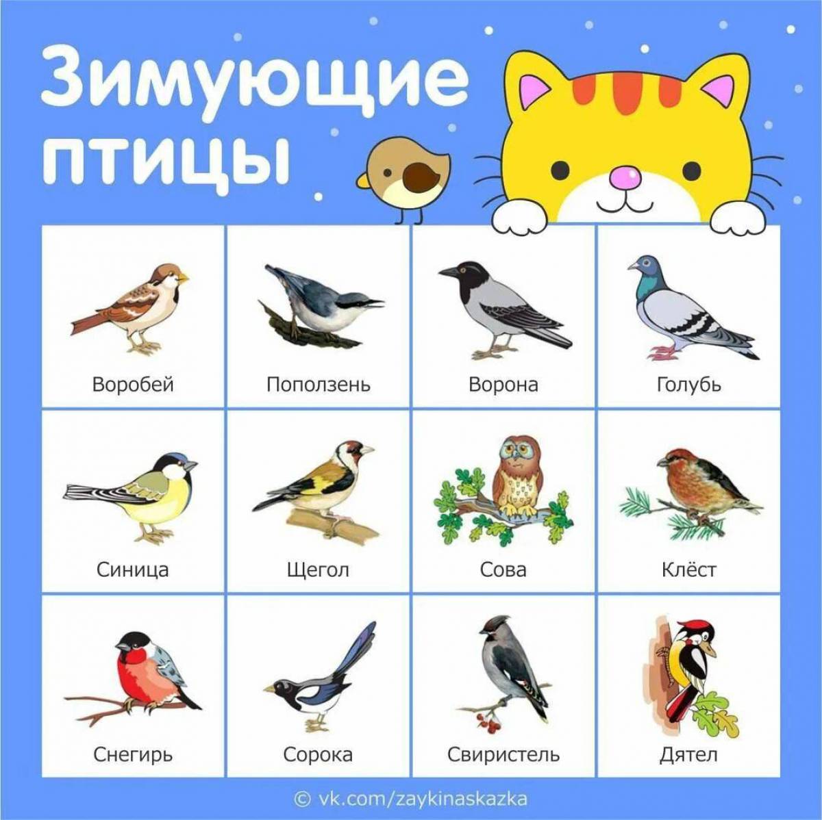Зимующие птицы с названиями для детей #12