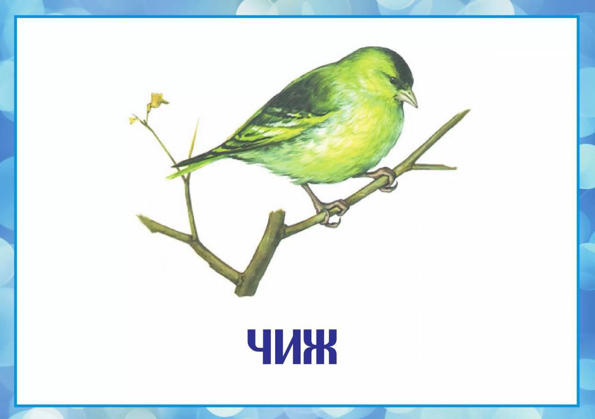 Зимующие птицы с названиями для детей #14