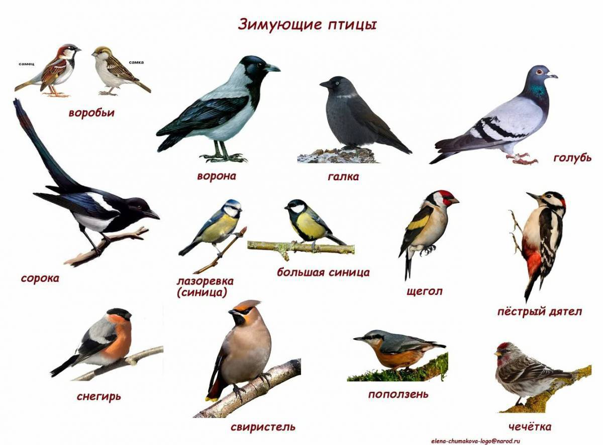 Зимующие птицы с названиями для детей #16