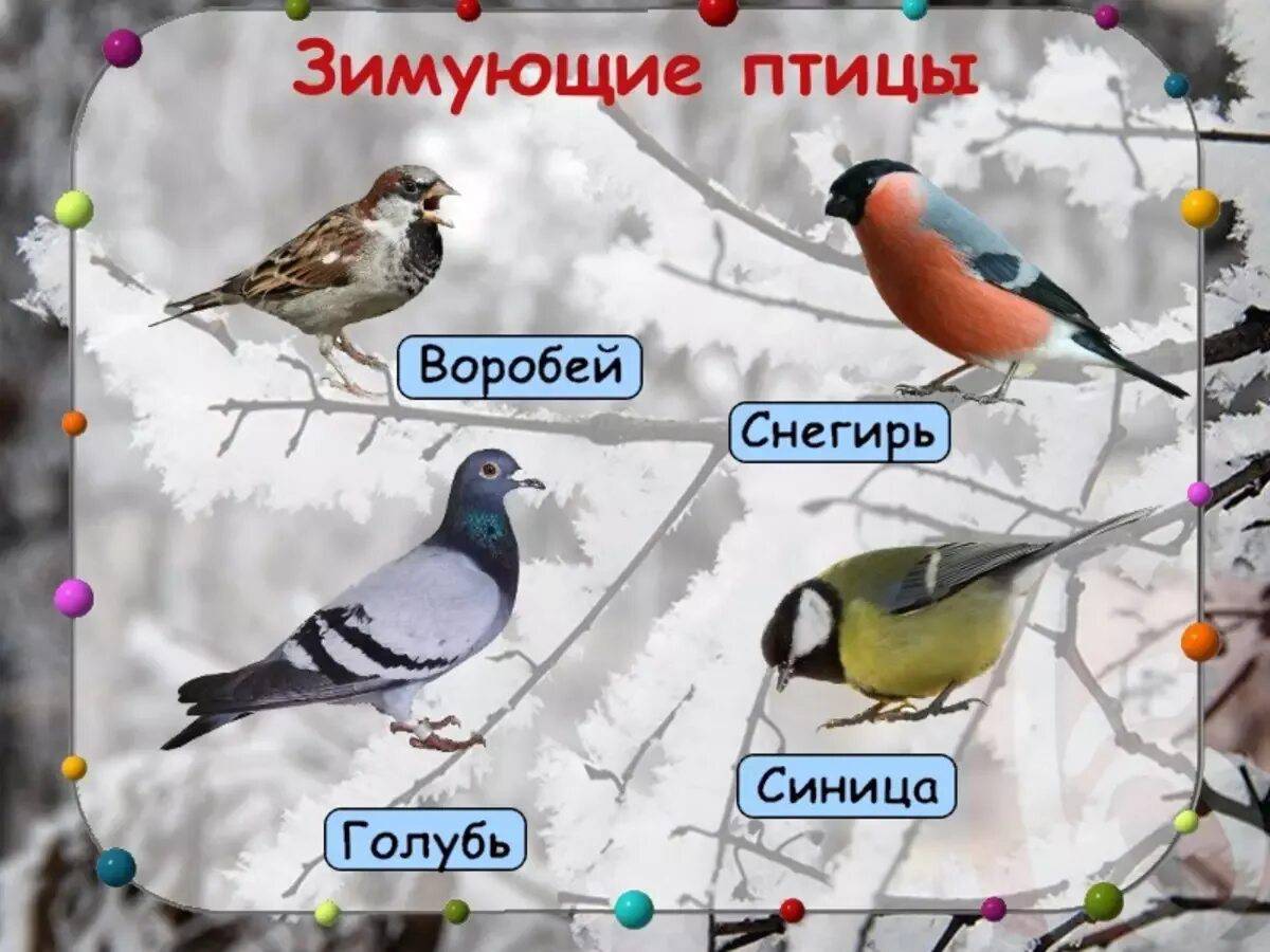 Зимующие птицы с названиями для детей #17