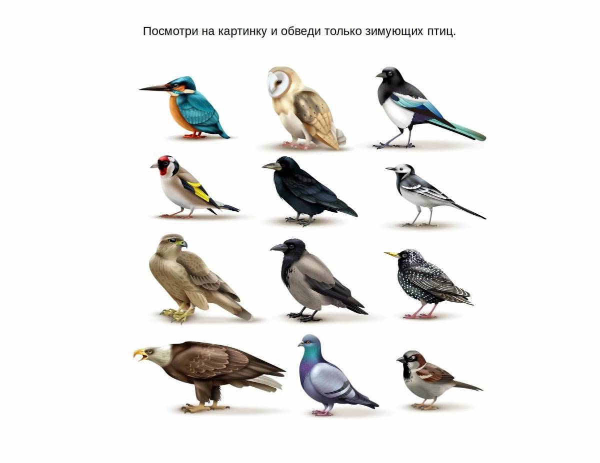 Зимующие птицы с названиями для детей #19