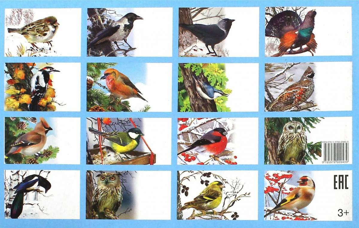 Зимующие птицы с названиями для детей #21