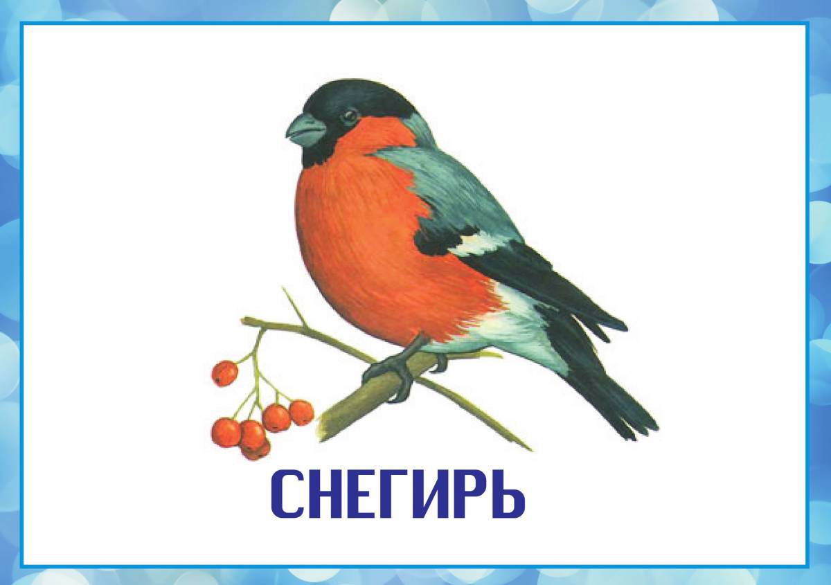 Зимующие птицы с названиями для детей #24