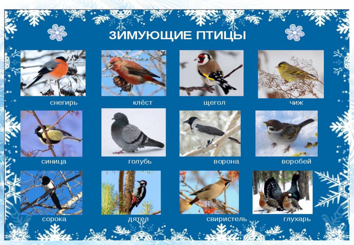 Зимующие птицы с названиями для детей #25
