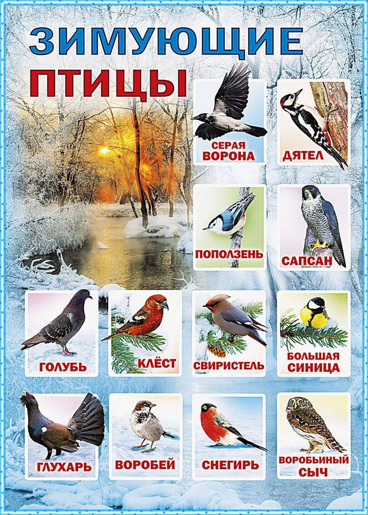 Зимующие птицы с названиями для детей #27