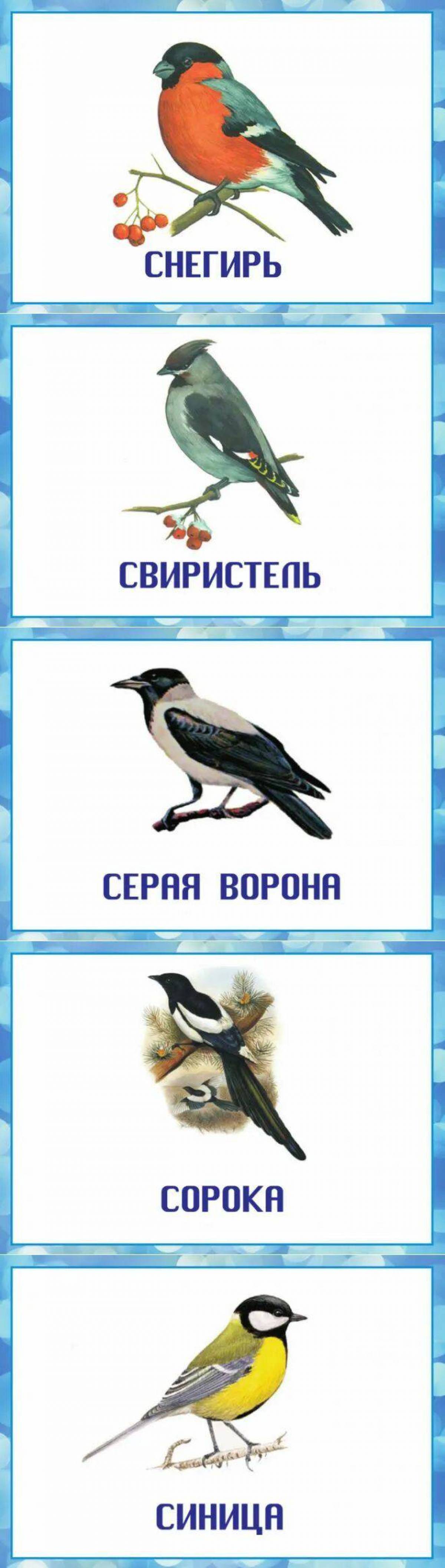 Зимующие птицы с названиями для детей #28