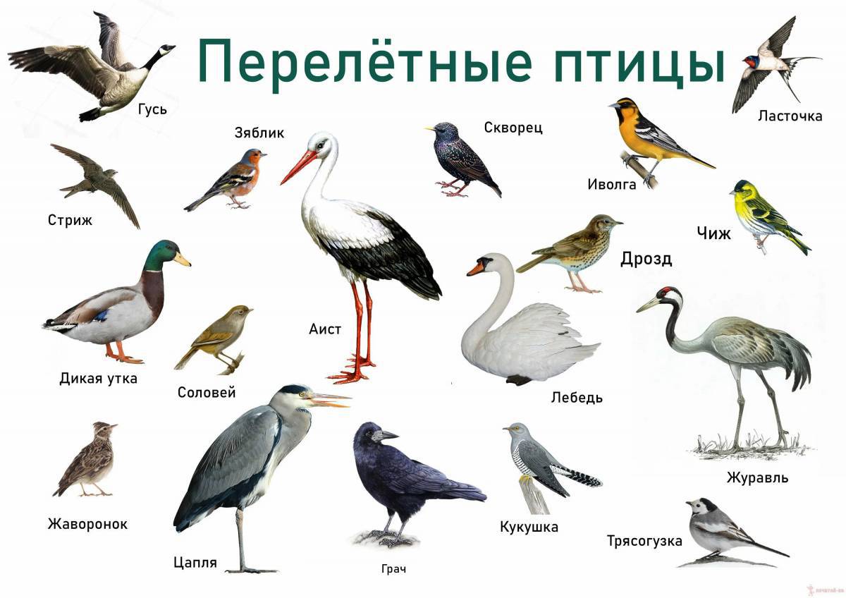 Зимующие птицы с названиями для детей #30