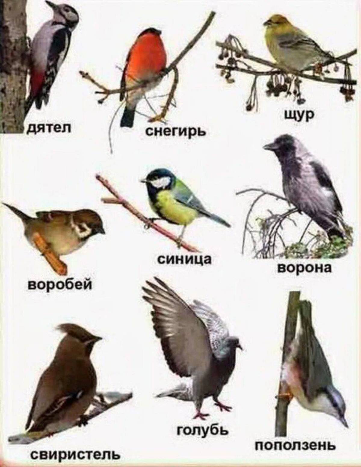 Зимующие птицы с названиями для детей #32