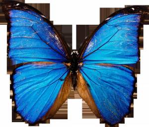 Раскраска картинка бабочка #9 #87023