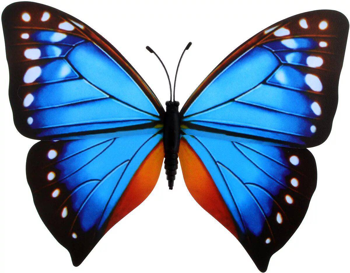 Картинка бабочка #25