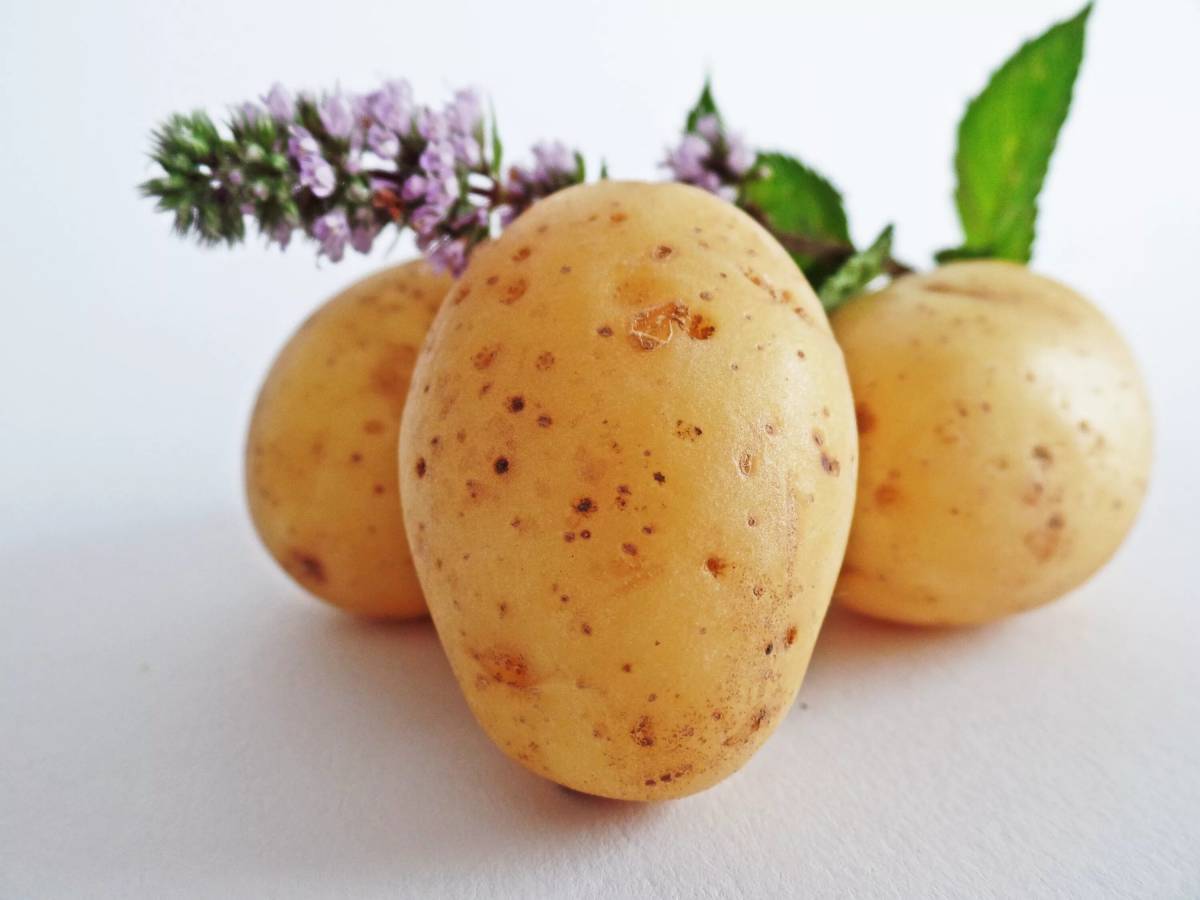 Картофель для пюре сорта какой лучше. Картофель для пюре сорта какой лучше