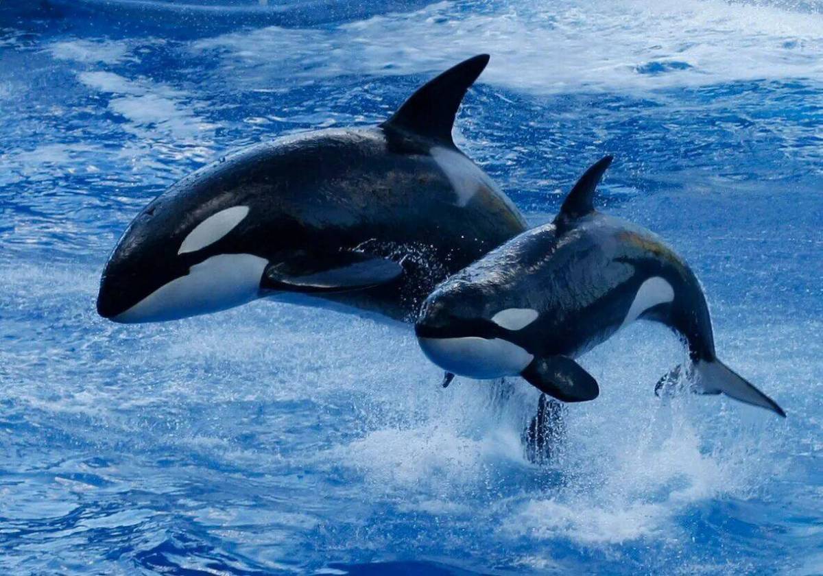 Касатка мир. Кит-Касатка. Касатка это кит или Дельфин. Касатка и Дельфин. Кит и Касатка и Дельфин.