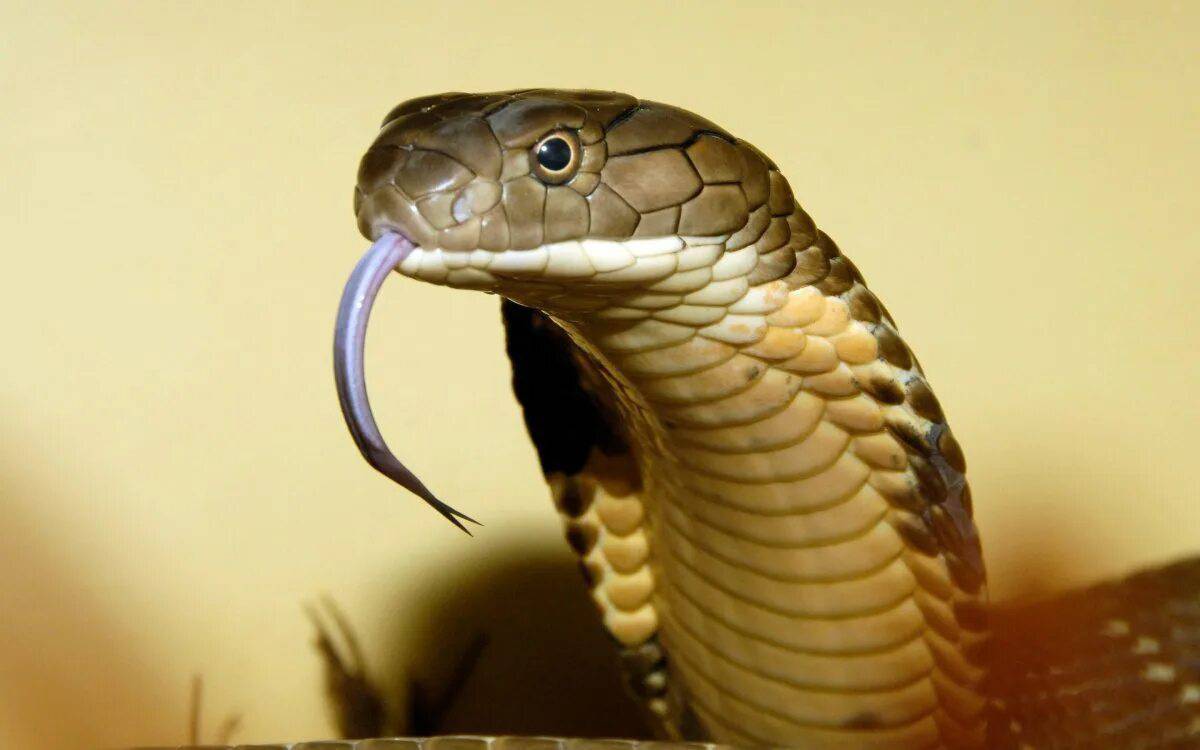 кобра фото змеи