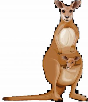 Раскраска кенгуру для детей #29 #89899