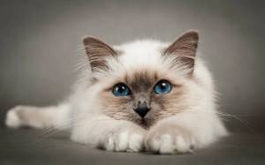 Раскраска киска #5 #90533