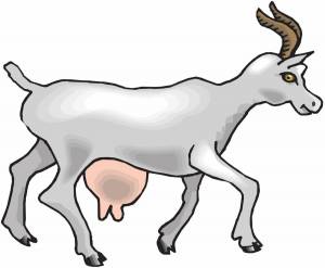 Раскраска коза для детей #15 #91467