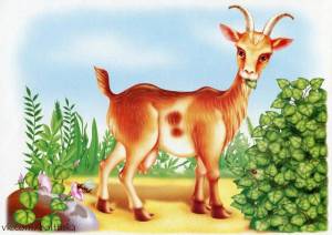 Раскраска коза для детей #25 #91477