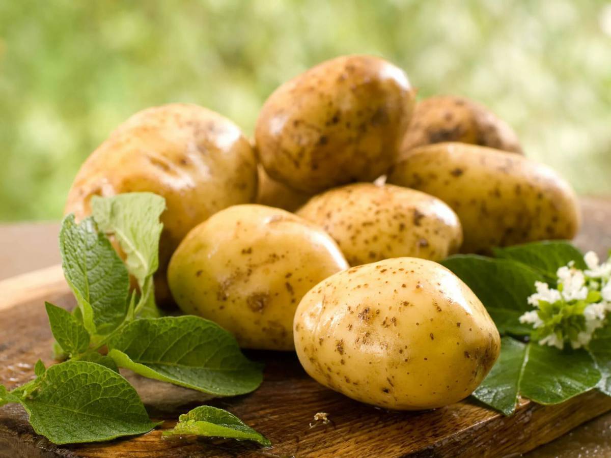 Картошка #8