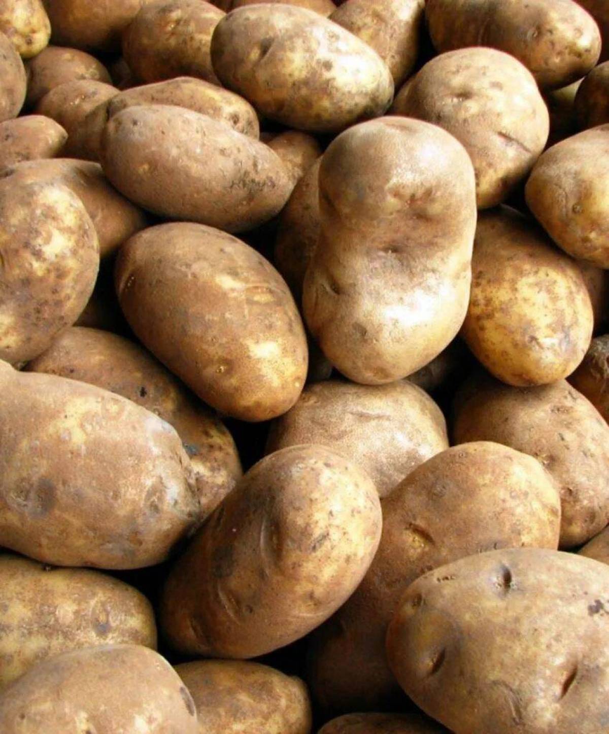 Картошка #15