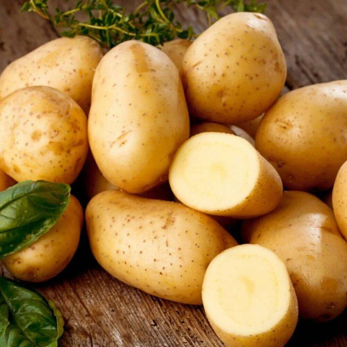 Картошка #24
